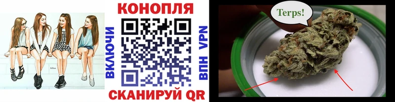 Конопля индика  Ачхой-Мартан 